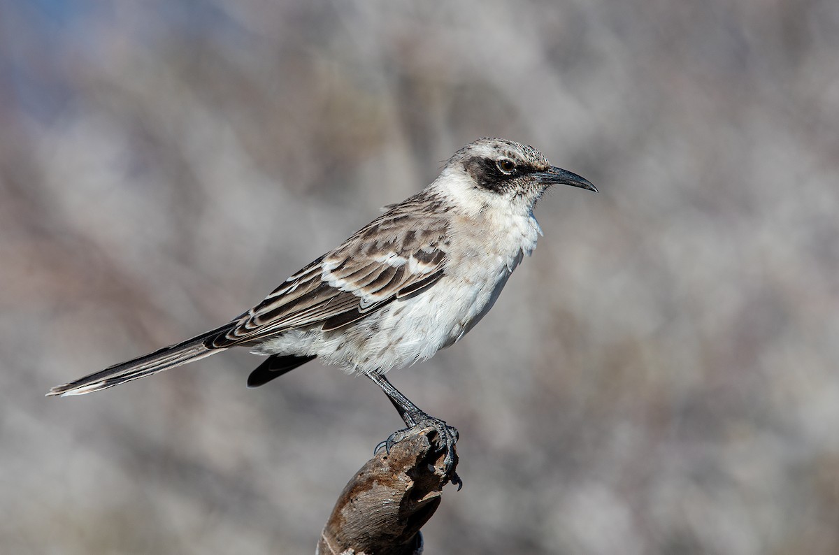 Galapagos Mockingbird - ML622127266