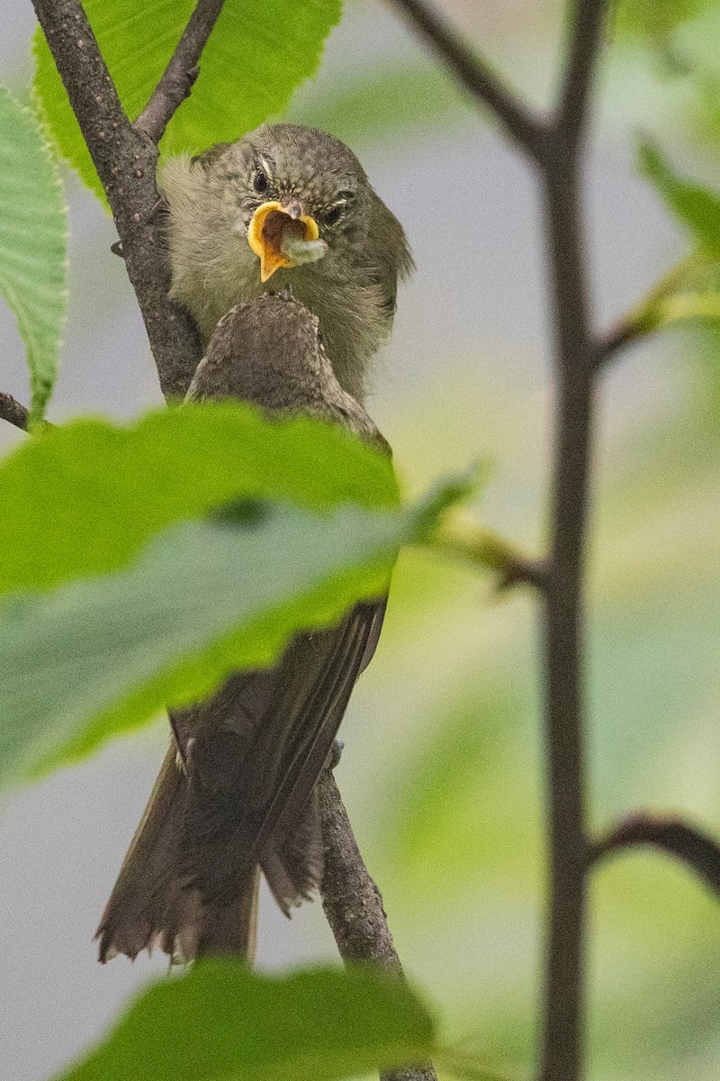 Yellow-browed Tit - ML622127274