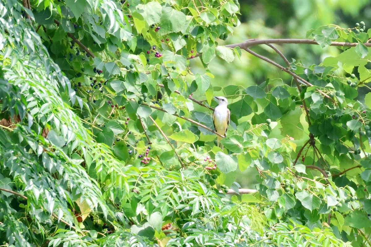 Scissor-tailed Flycatcher - ML622127275