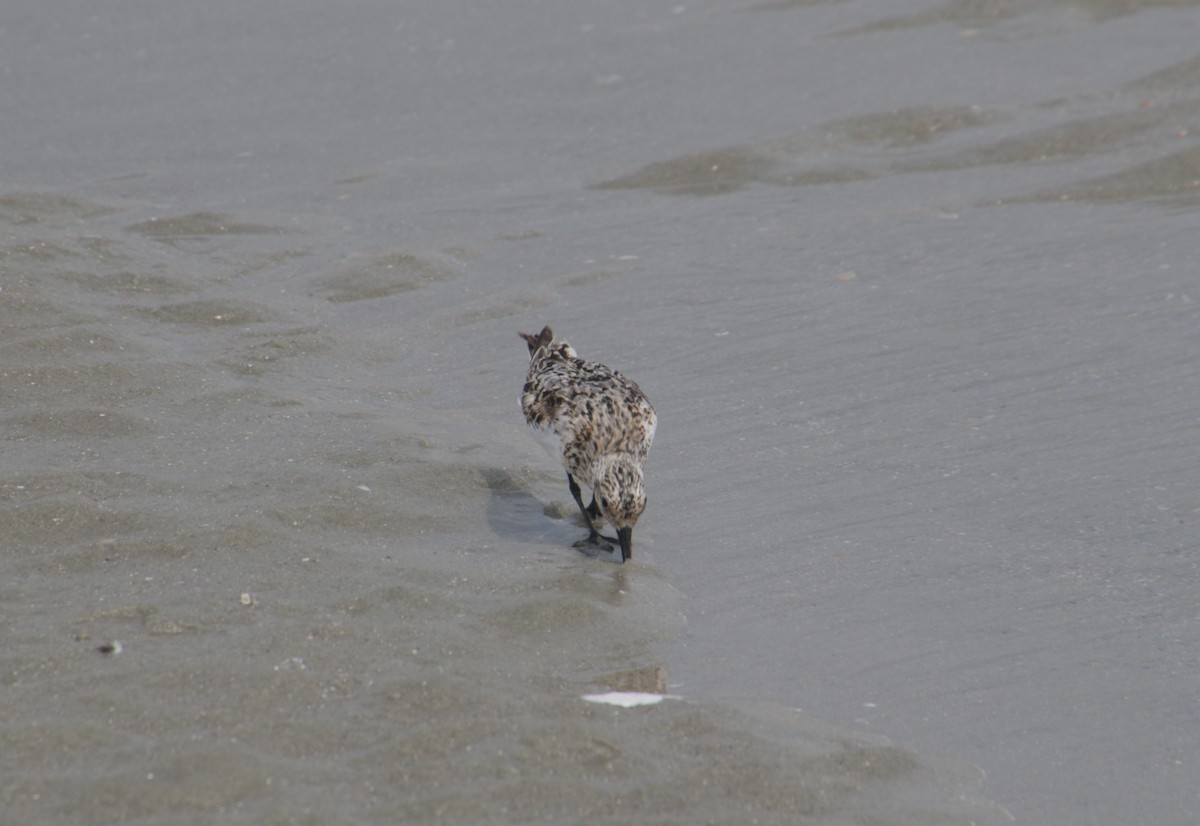 Sanderling - ML622127276