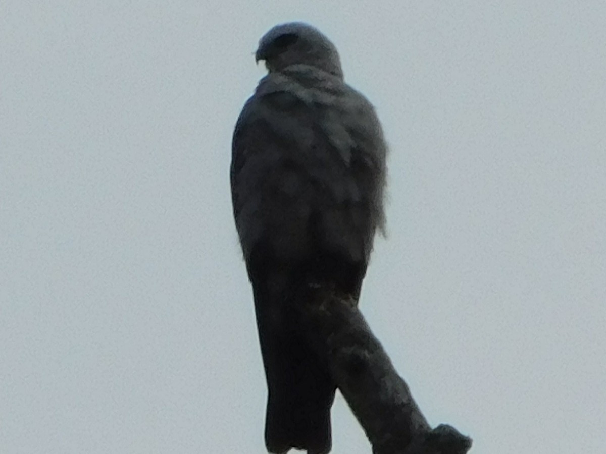 Mississippi Kite - ML622127348