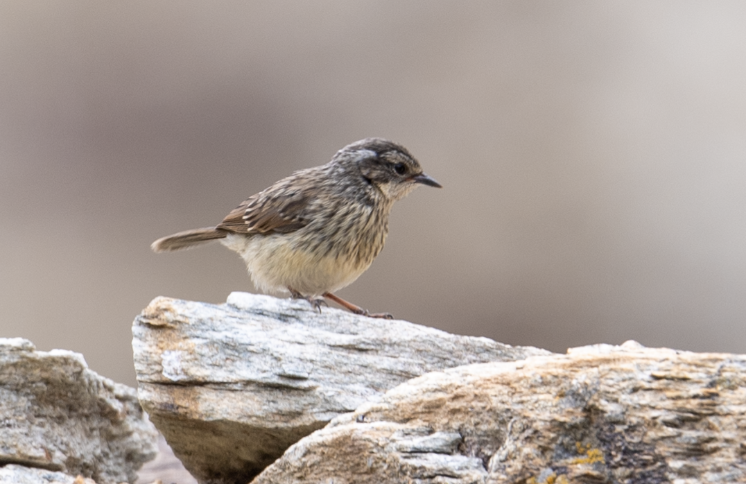 Brown Accentor - ML622127349