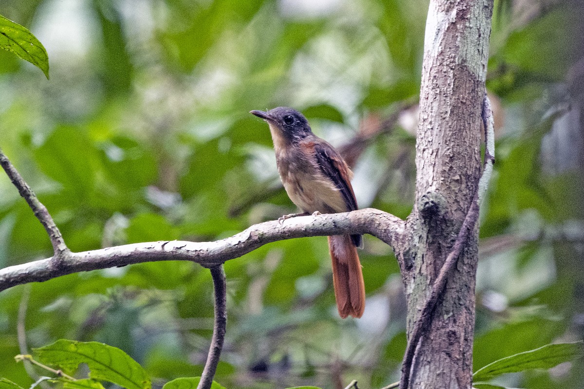 Rufous-winged Philentoma - ML622127381