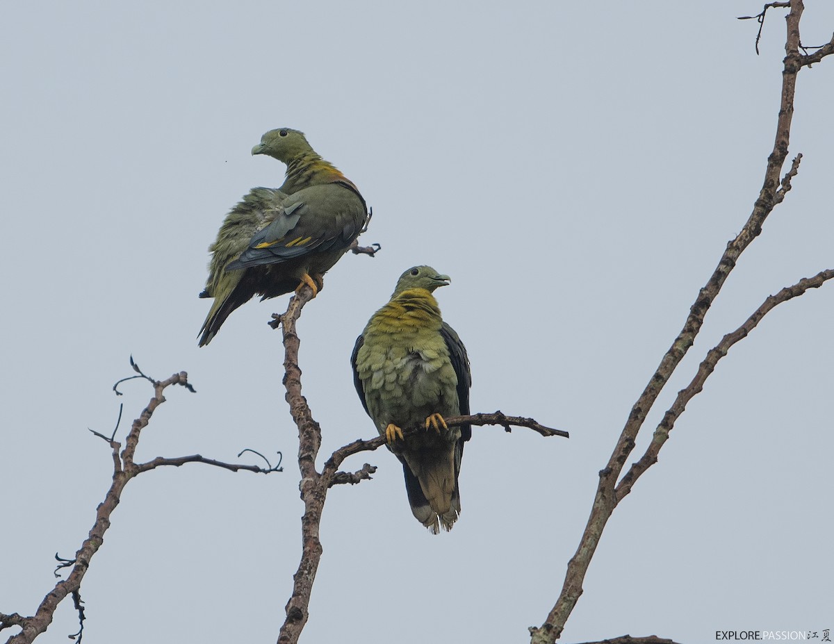 Large Green-Pigeon - Wai Loon Wong