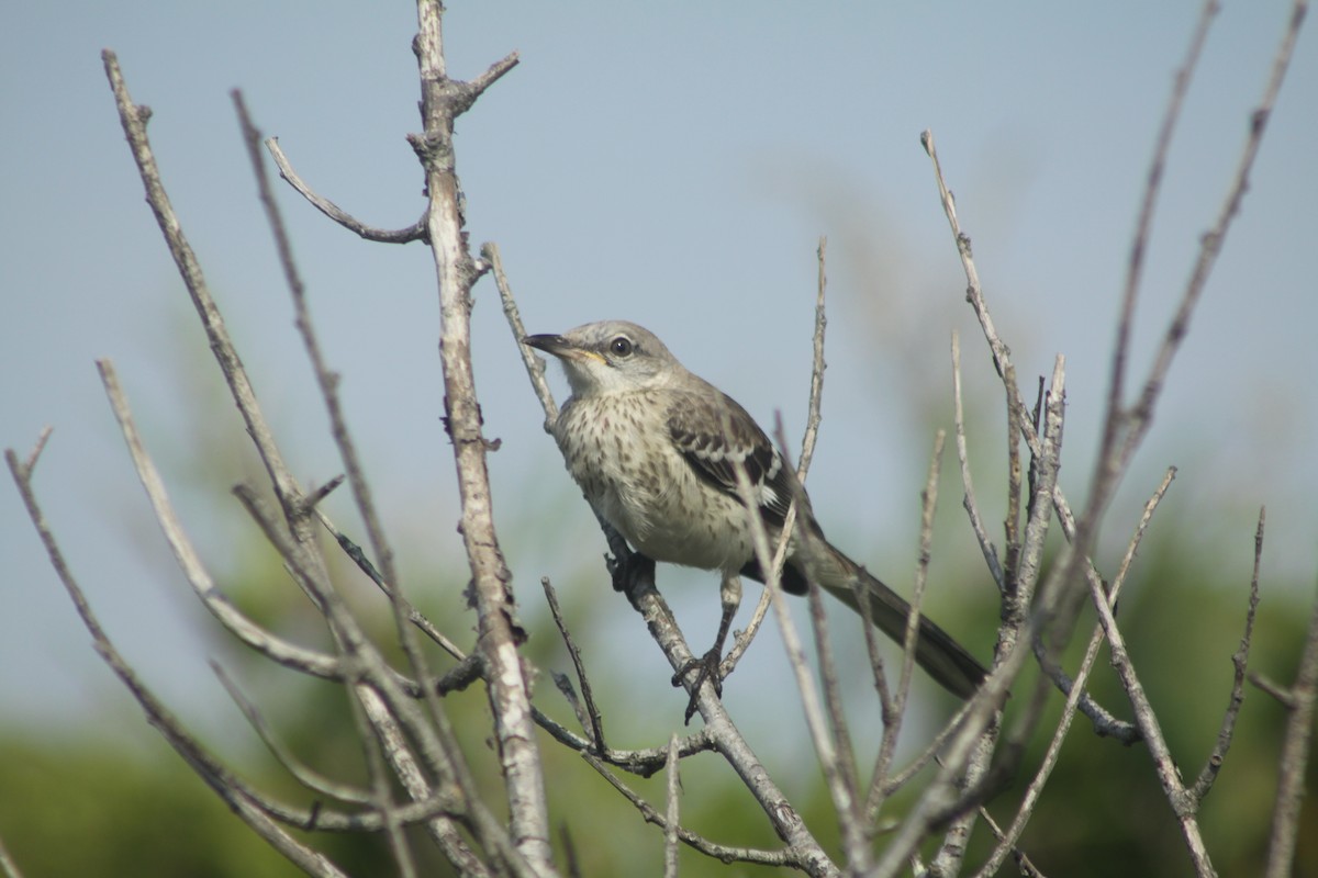 Northern Mockingbird - ML622127412