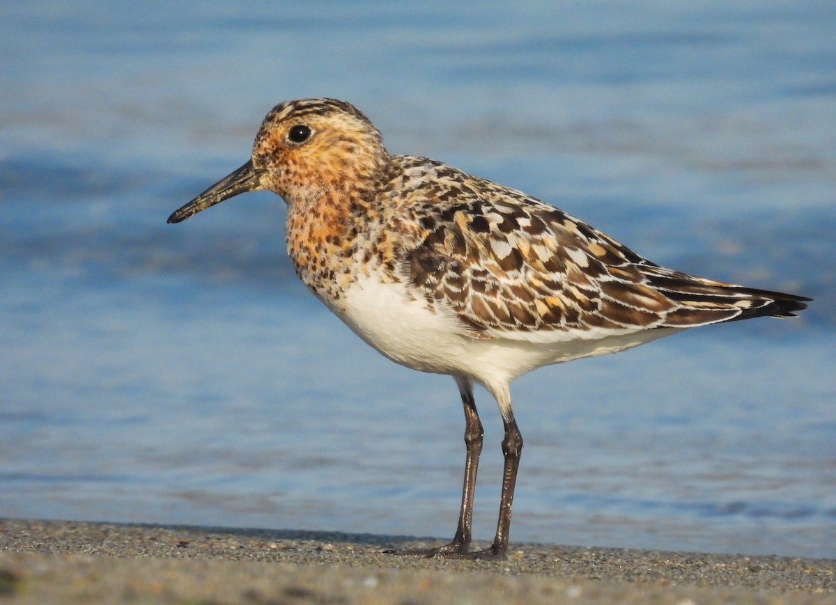 Sanderling - ML622127422