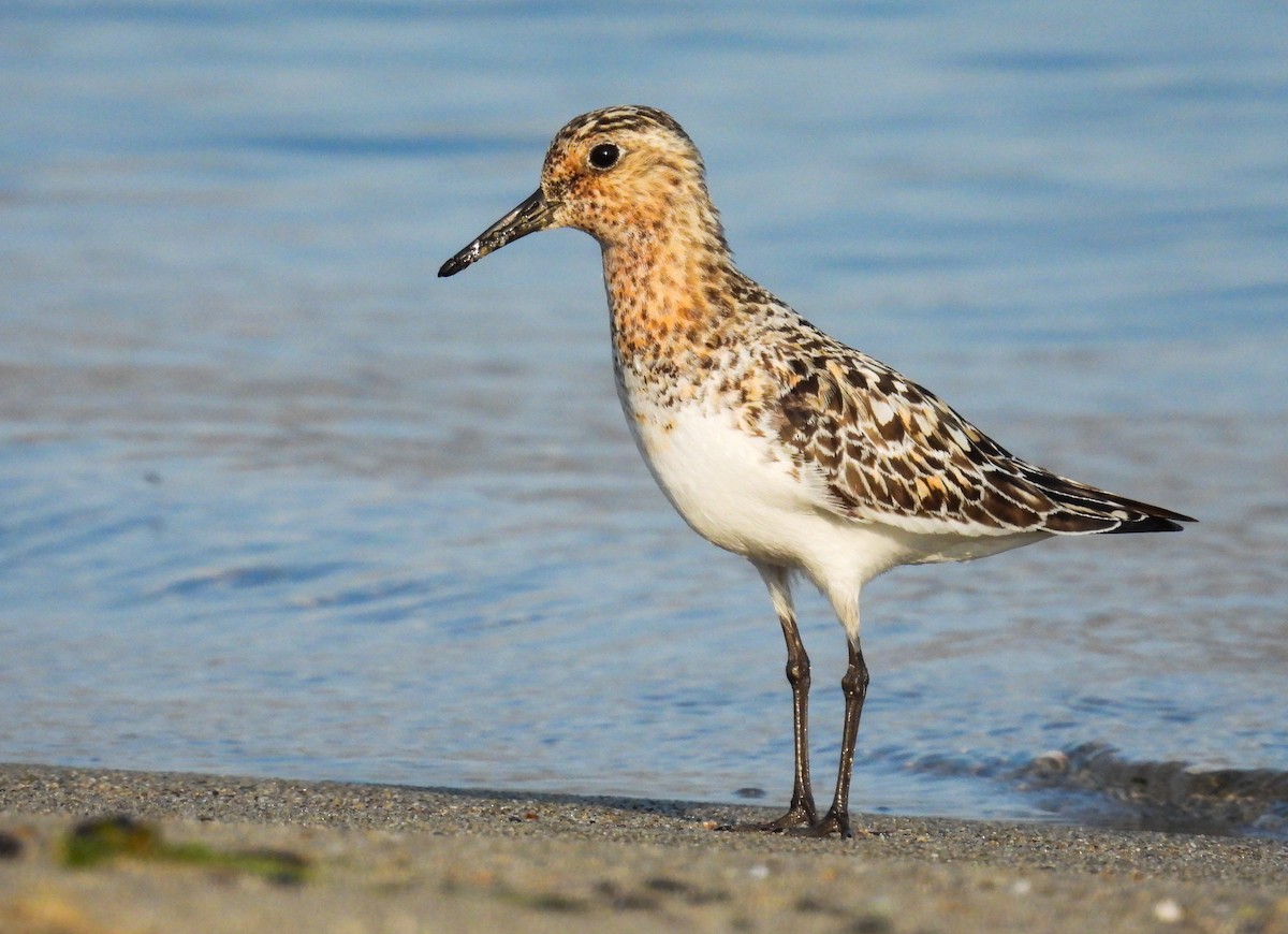 Sanderling - ML622127431