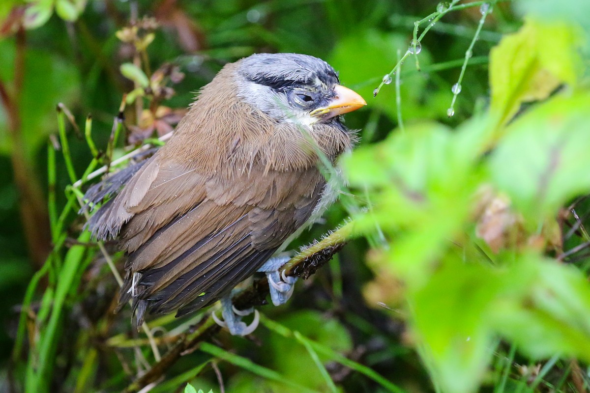 Gray-headed Parrotbill - ML622127437