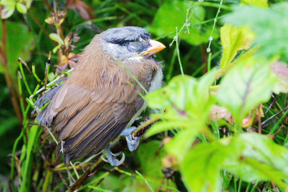 Gray-headed Parrotbill - ML622127443