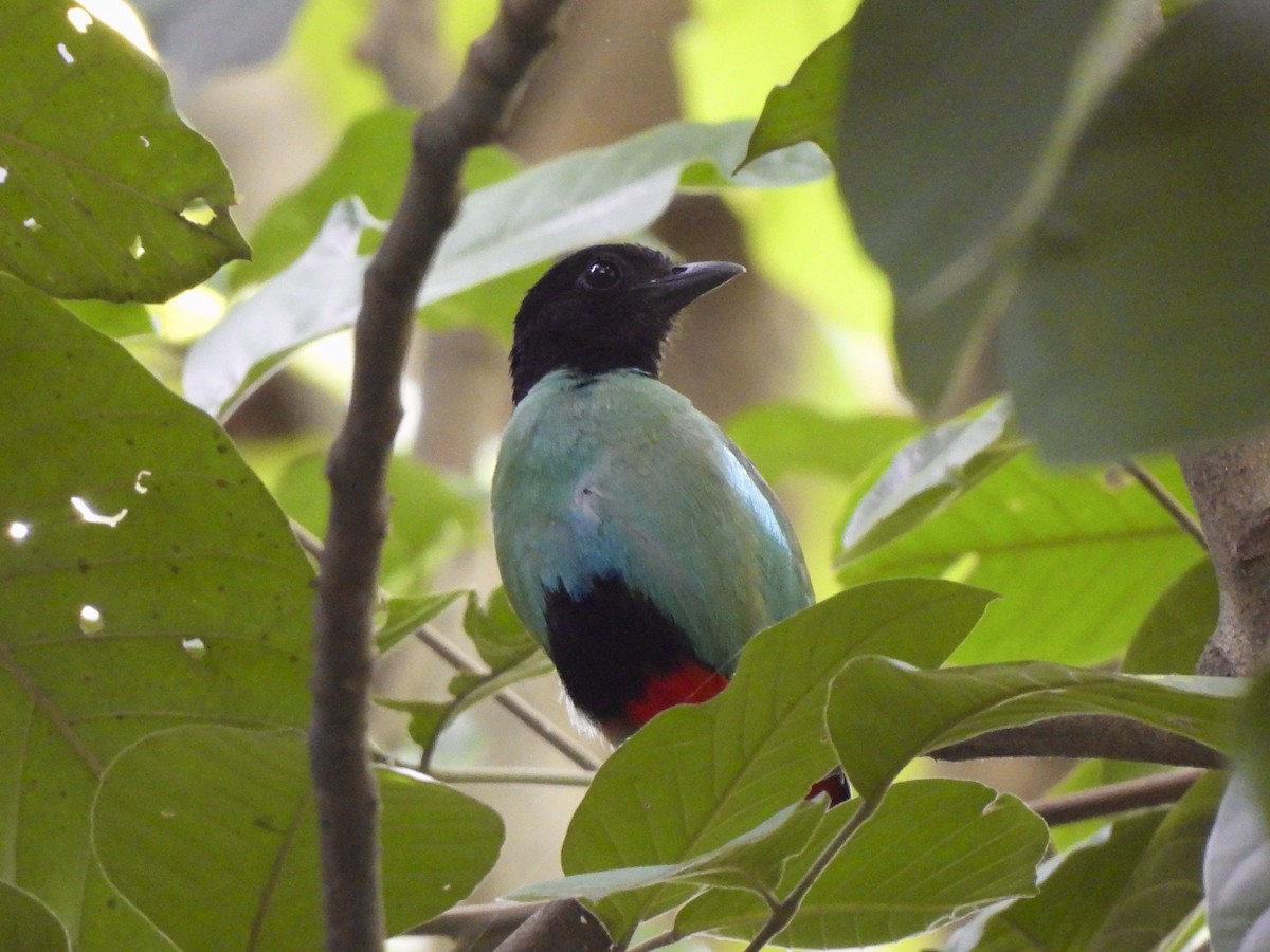 Western Hooded Pitta (Philippine) - ML622127452