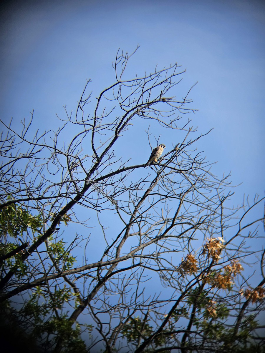 American Kestrel - ML622127466