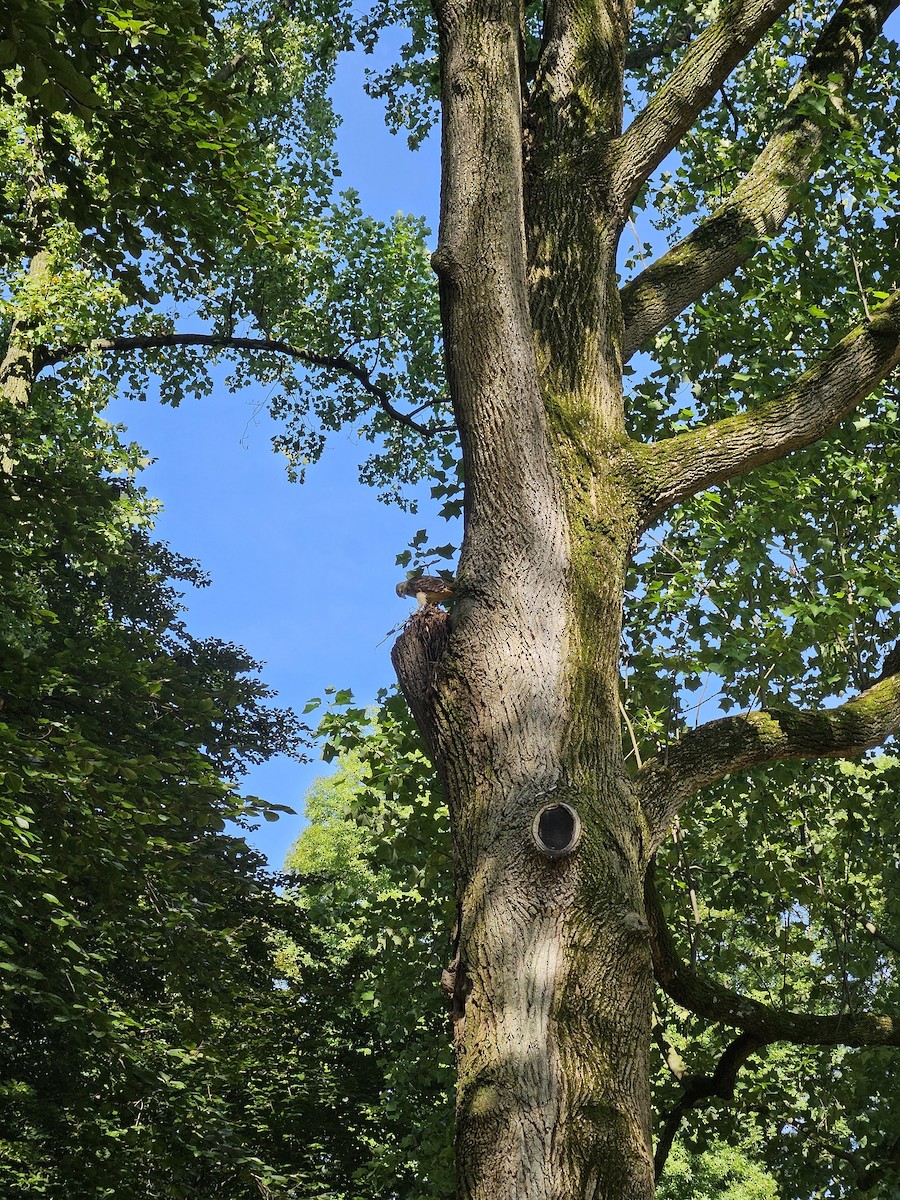 Red-tailed Hawk - ML622127468