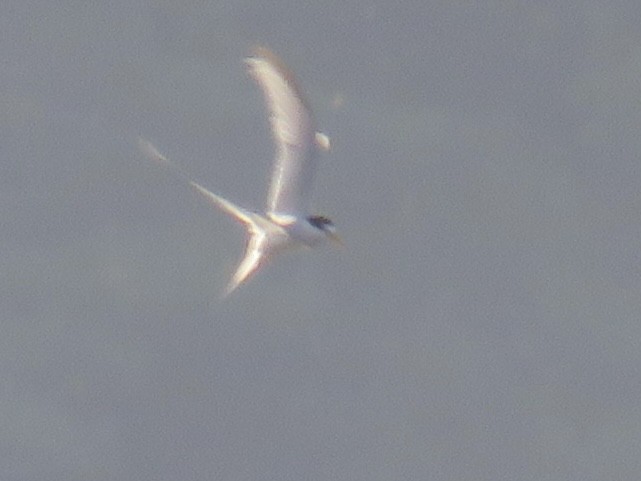 Least Tern - ML622127477