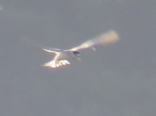 Least Tern - ML622127478