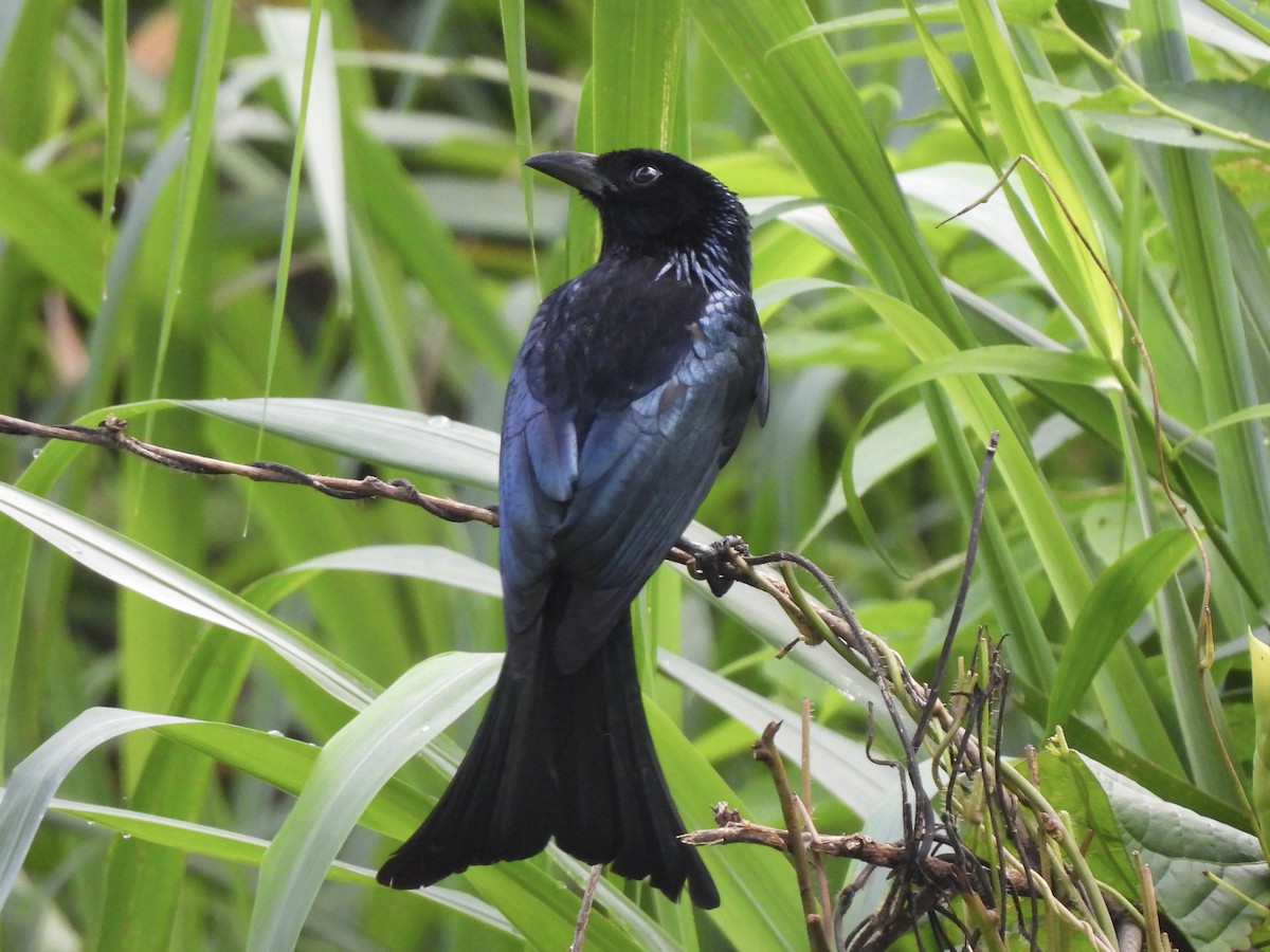 Palawan Drongo (Palawan) - ML622127490