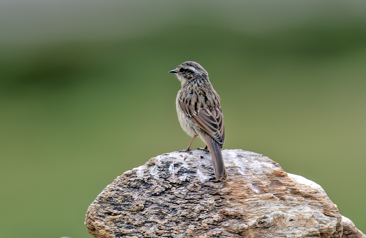 Brown Accentor - ML622127540