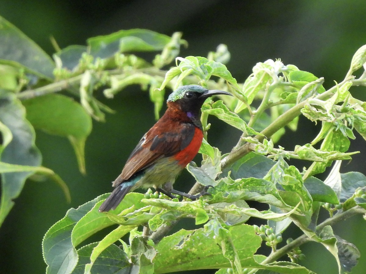 Purple-throated Sunbird (Purple-throated) - ML622127542