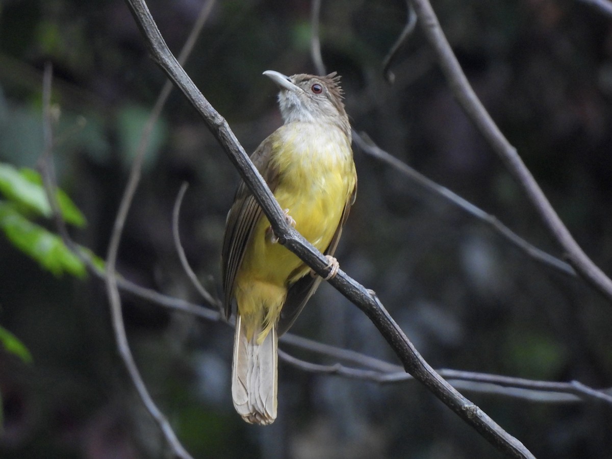 Gray-throated Bulbul - ML622127546