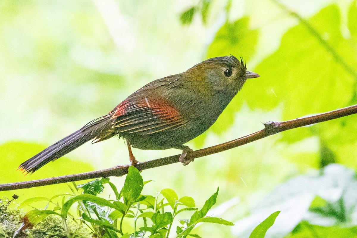 Gray-faced Liocichla - Sue Wright