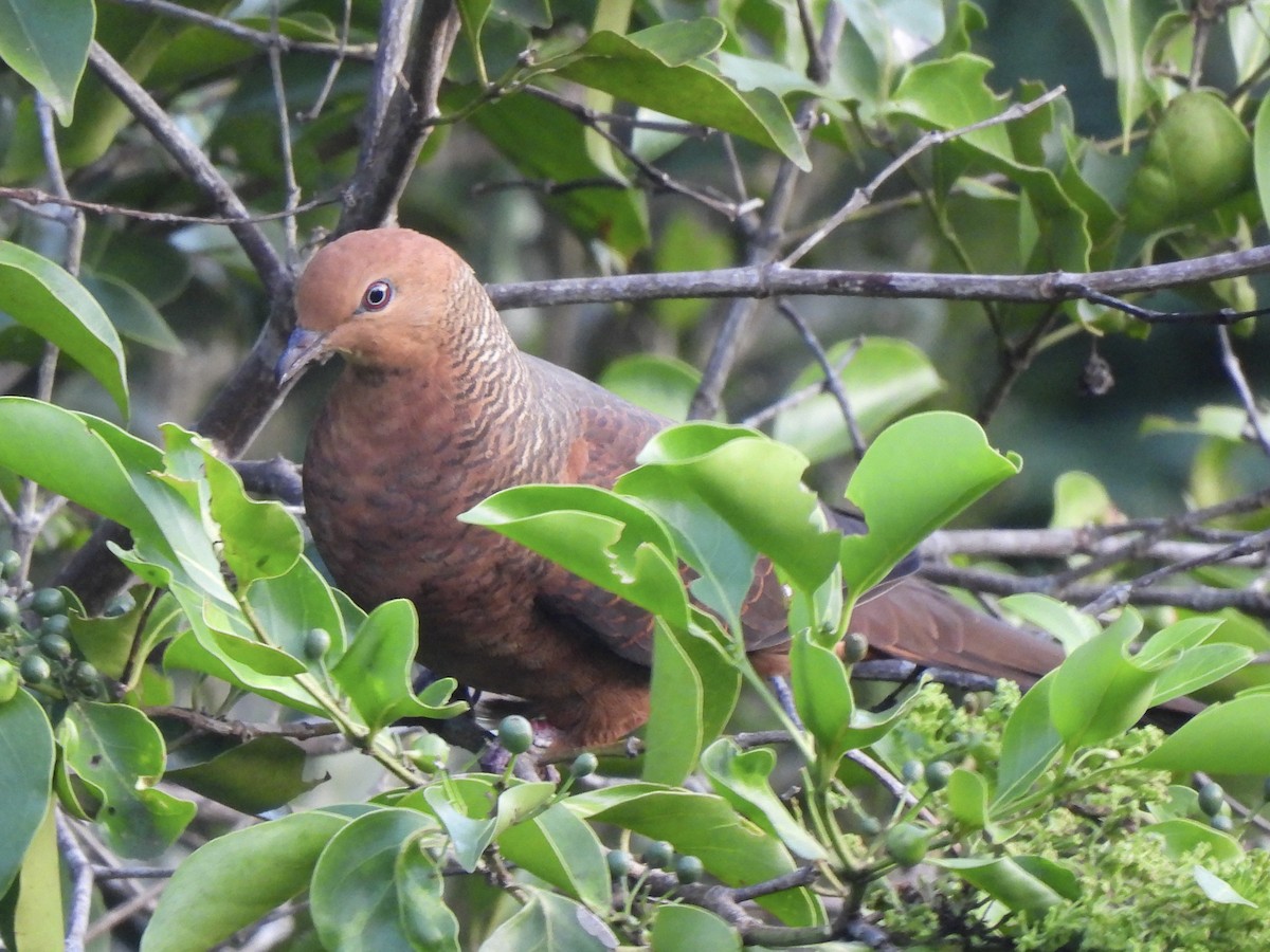 Palawan Cuckoo-Dove (undescribed form) - ML622127551