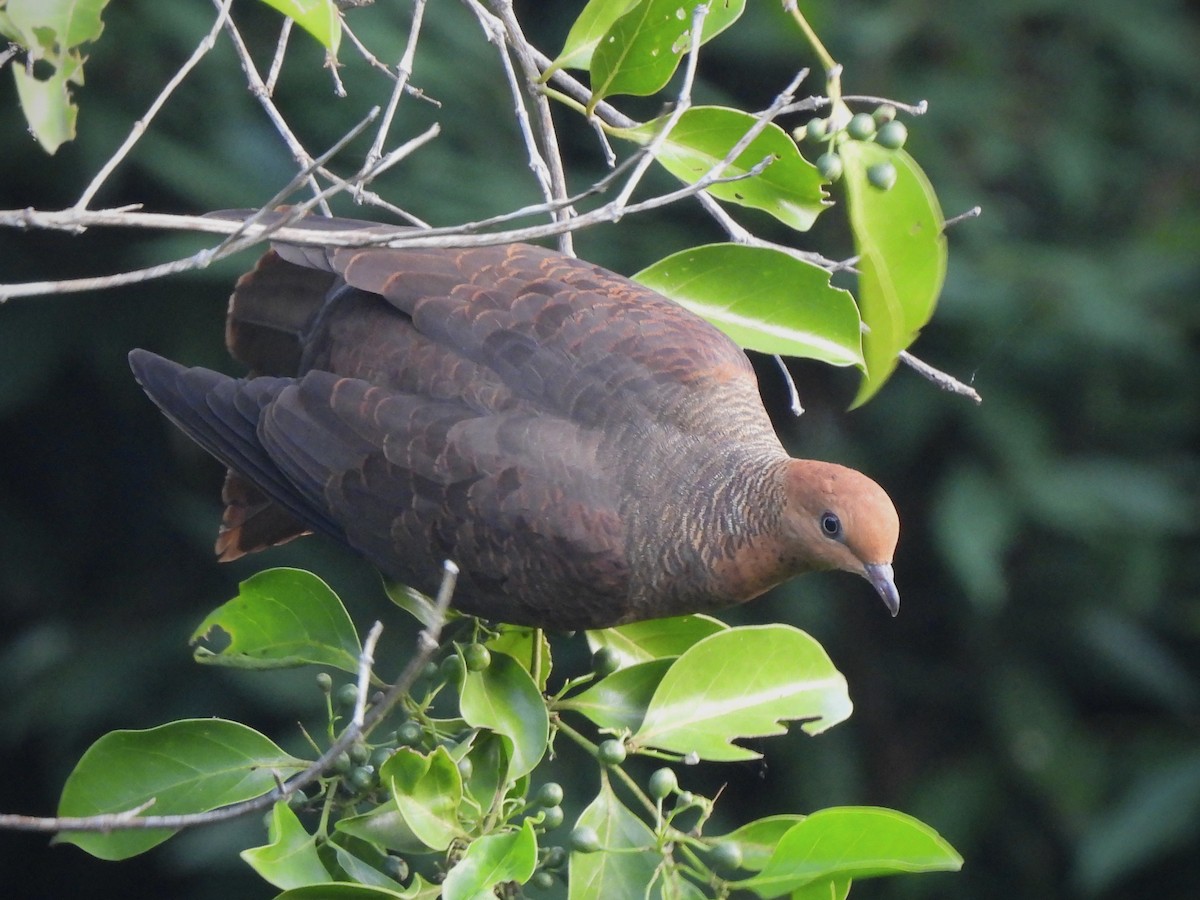 Palawan Cuckoo-Dove (undescribed form) - ML622127552