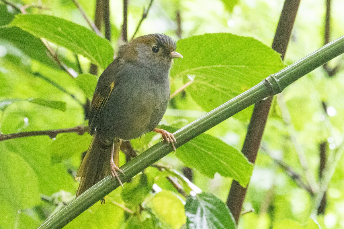 Gray-faced Liocichla - ML622127560