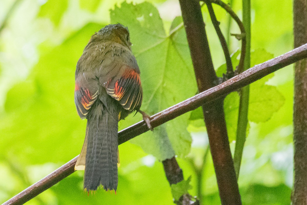 Gray-faced Liocichla - ML622127566