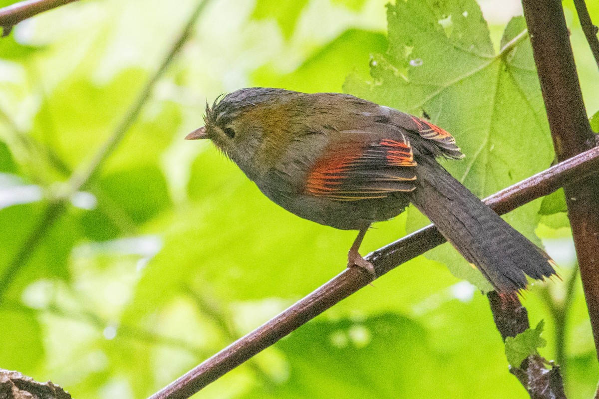 Gray-faced Liocichla - ML622127569