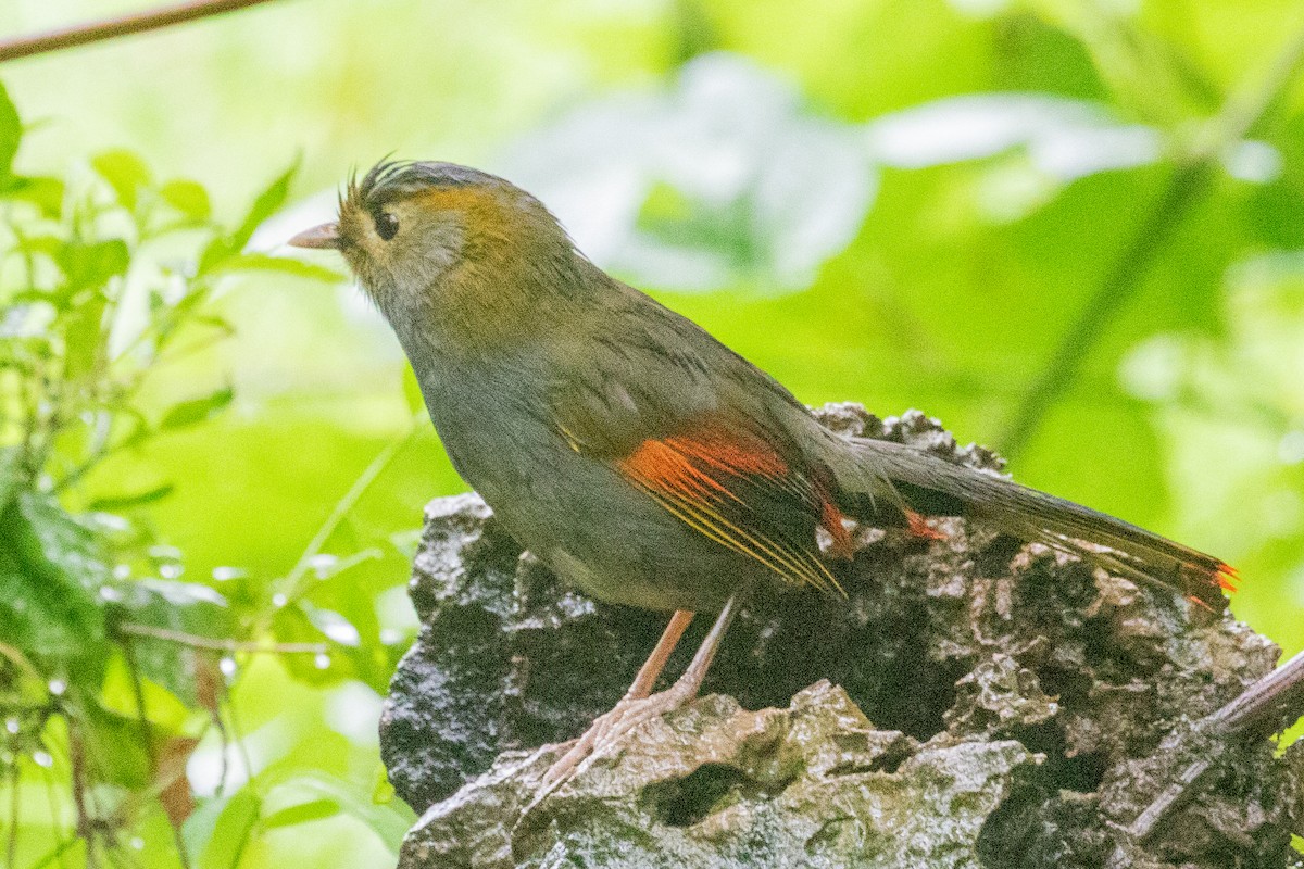 Gray-faced Liocichla - ML622127570