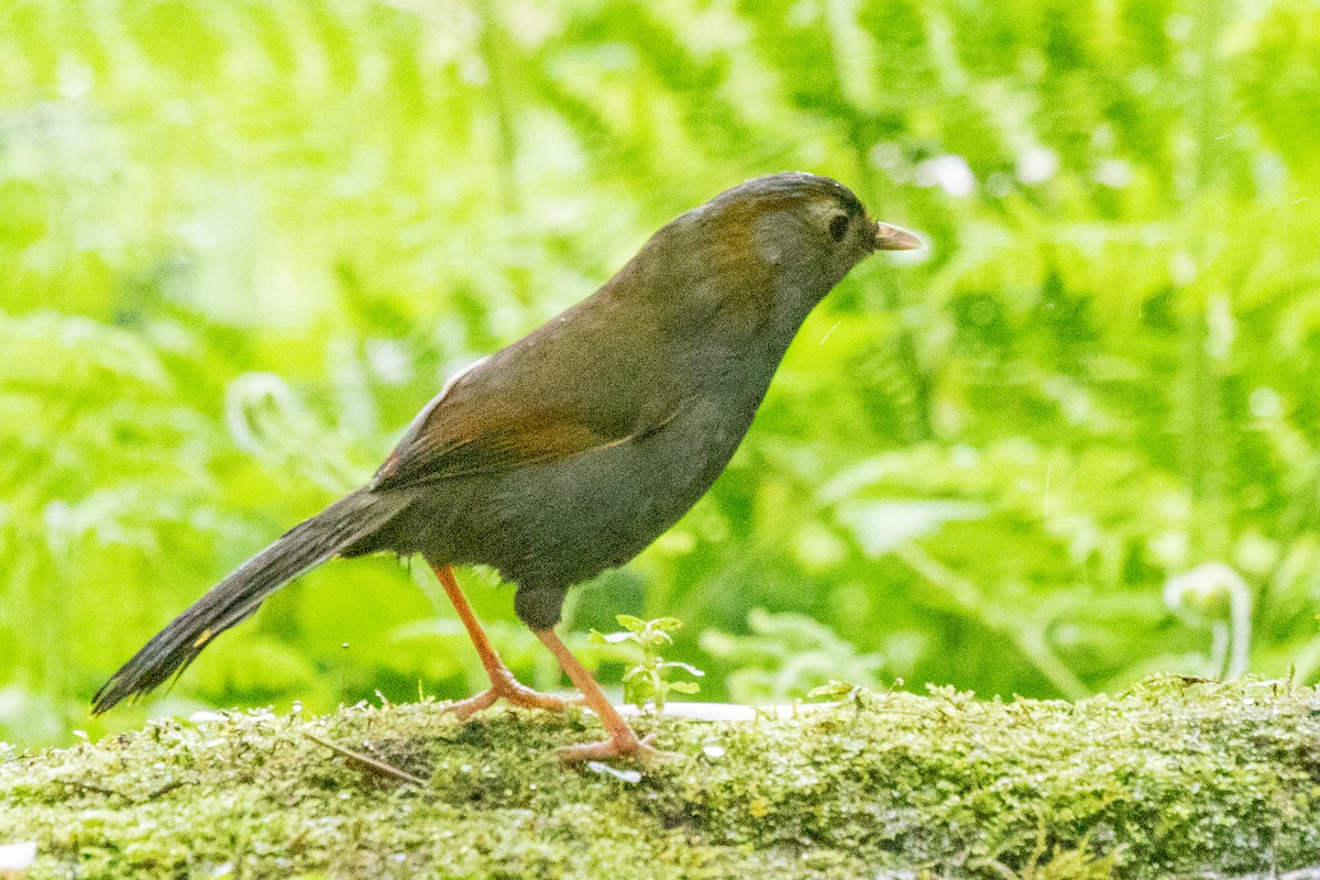 Gray-faced Liocichla - ML622127573