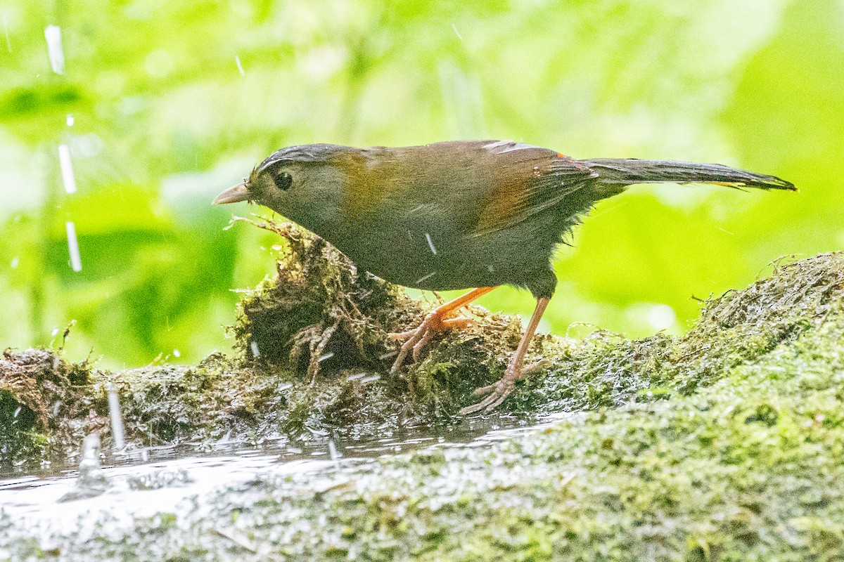 Gray-faced Liocichla - ML622127577