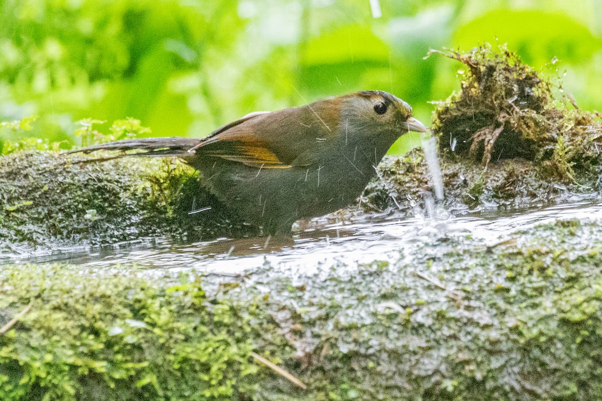 Gray-faced Liocichla - ML622127580