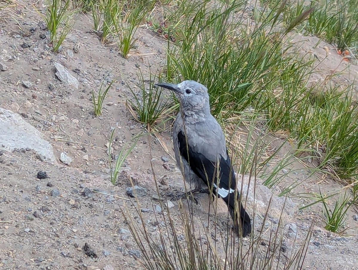 Clark's Nutcracker - ML622127587