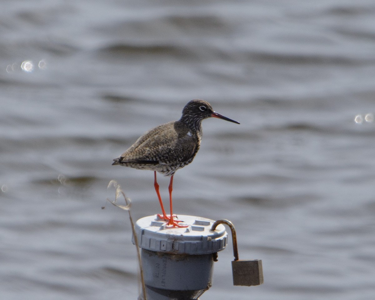 Common Redshank - ML622127588