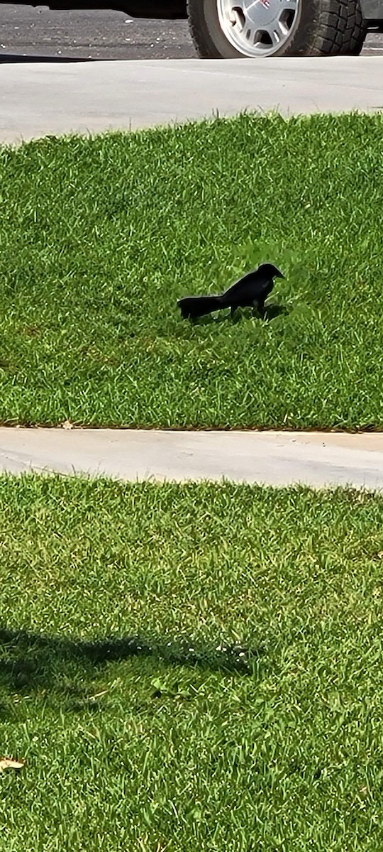 Great-tailed Grackle - ML622127591