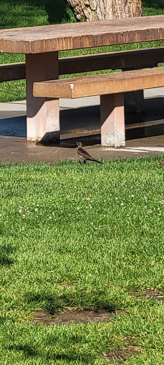 Great-tailed Grackle - ML622127592