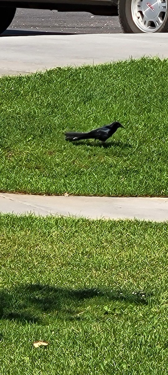 Great-tailed Grackle - ML622127595