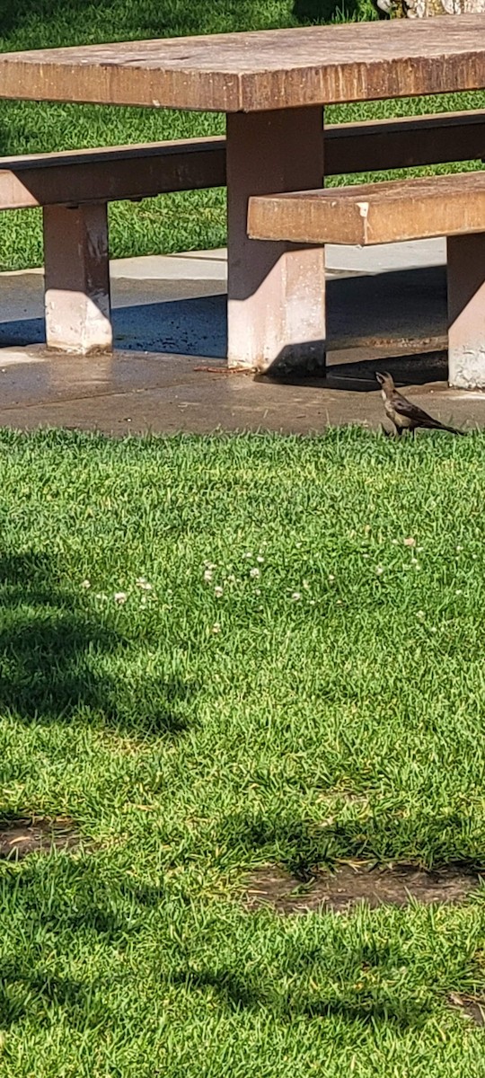 Great-tailed Grackle - ML622127596