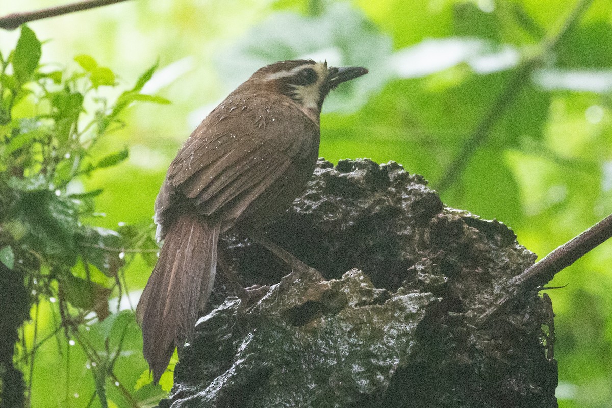 White-browed Laughingthrush - ML622127629