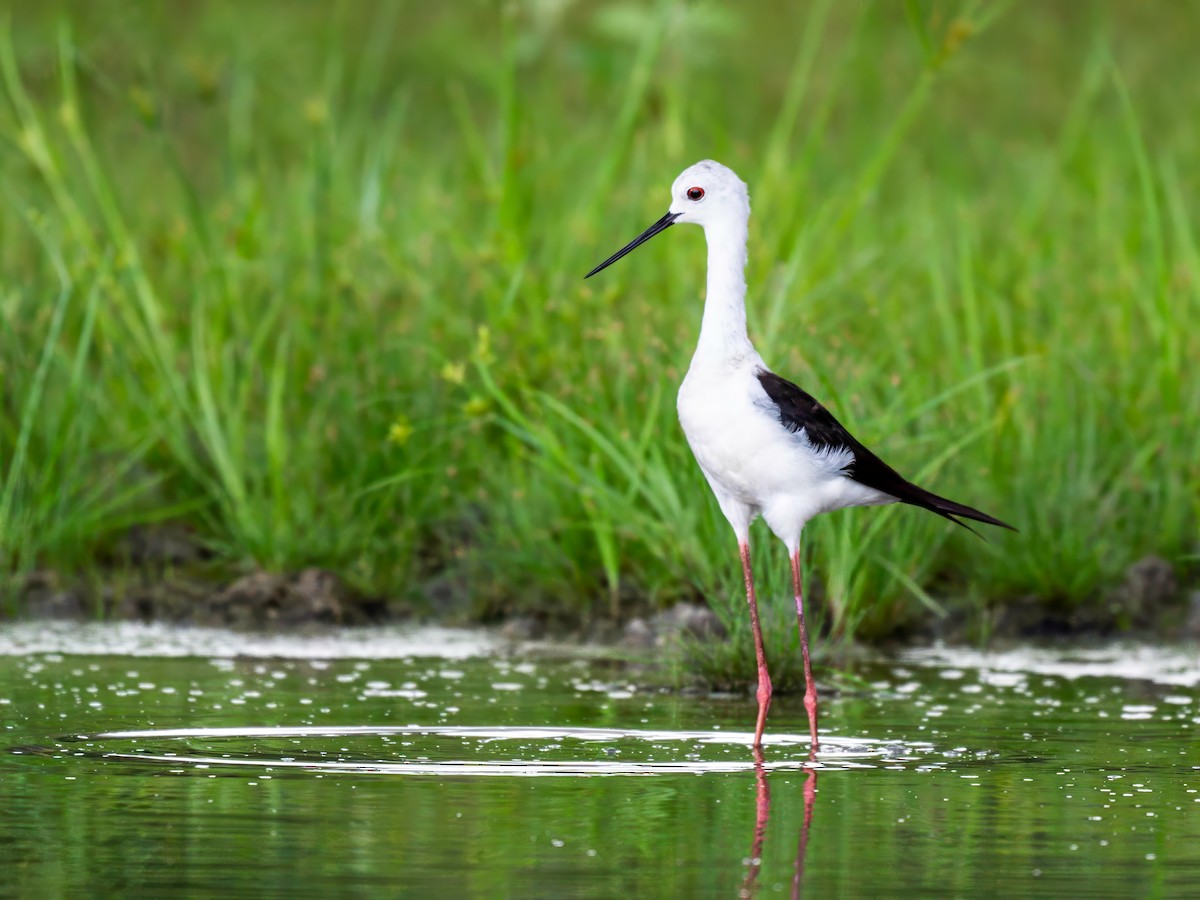 Black-winged Stilt - ML622127630