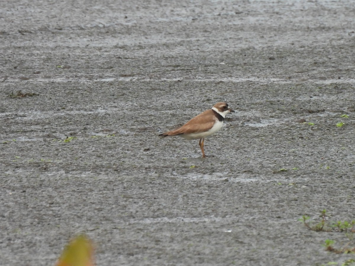 Semipalmated Plover - ML622127631