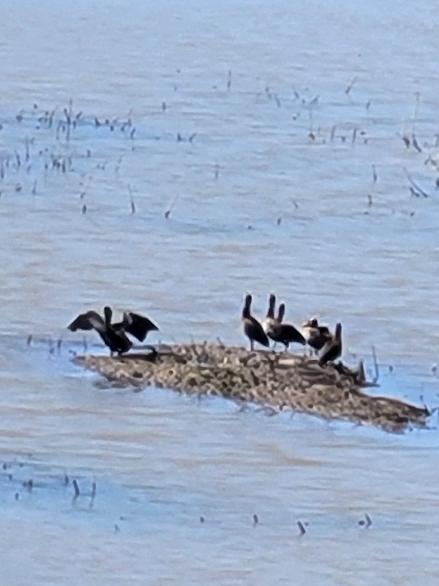 White-faced Whistling-Duck - ML622127632