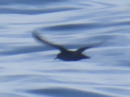 Sooty Shearwater - ML622127633