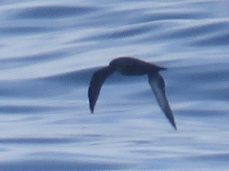 Sooty Shearwater - ML622127634