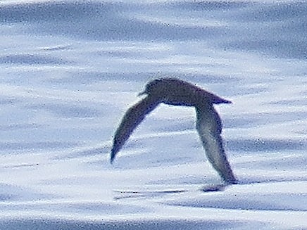 Sooty Shearwater - ML622127635