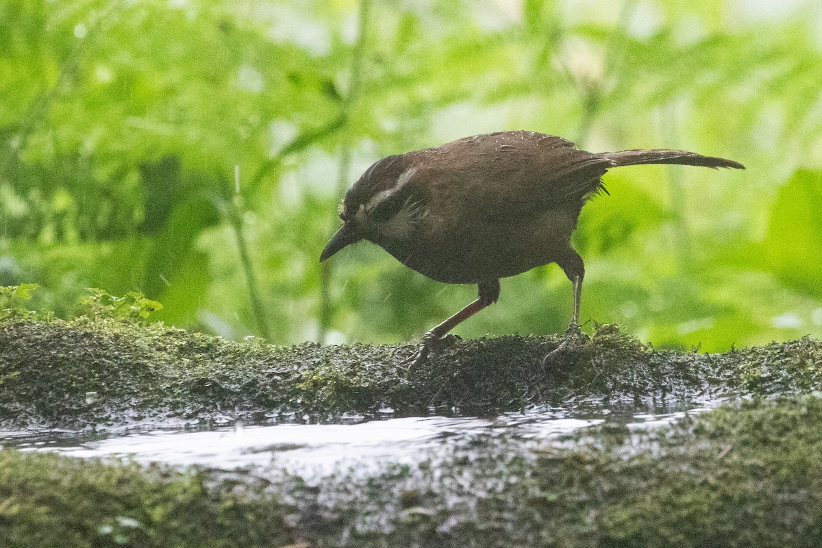 White-browed Laughingthrush - ML622127636