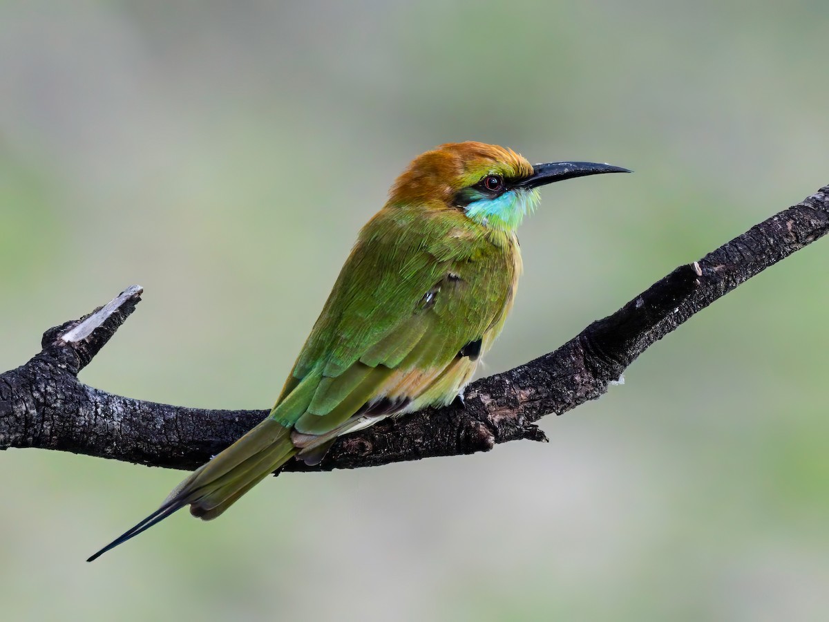 Asian Green Bee-eater - ML622127637