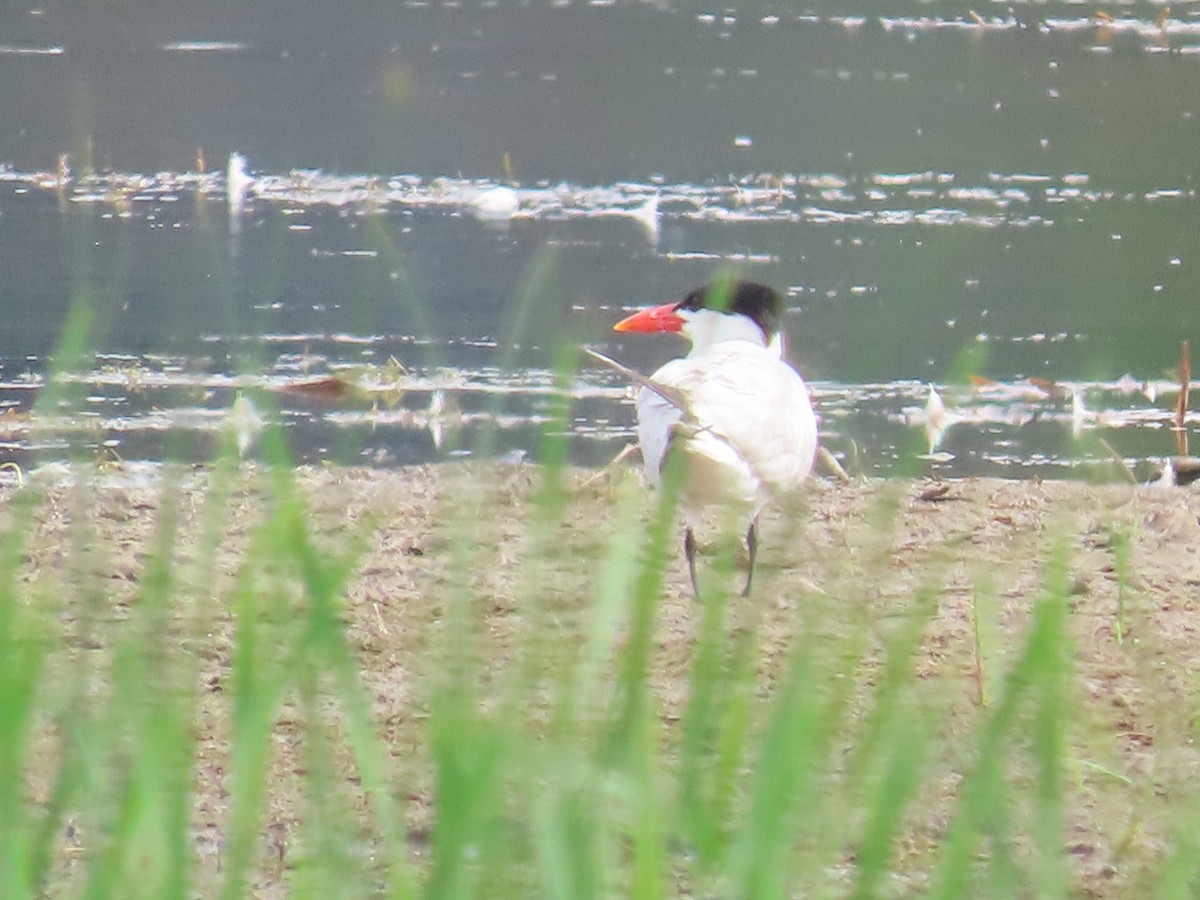 Caspian Tern - ML622127638