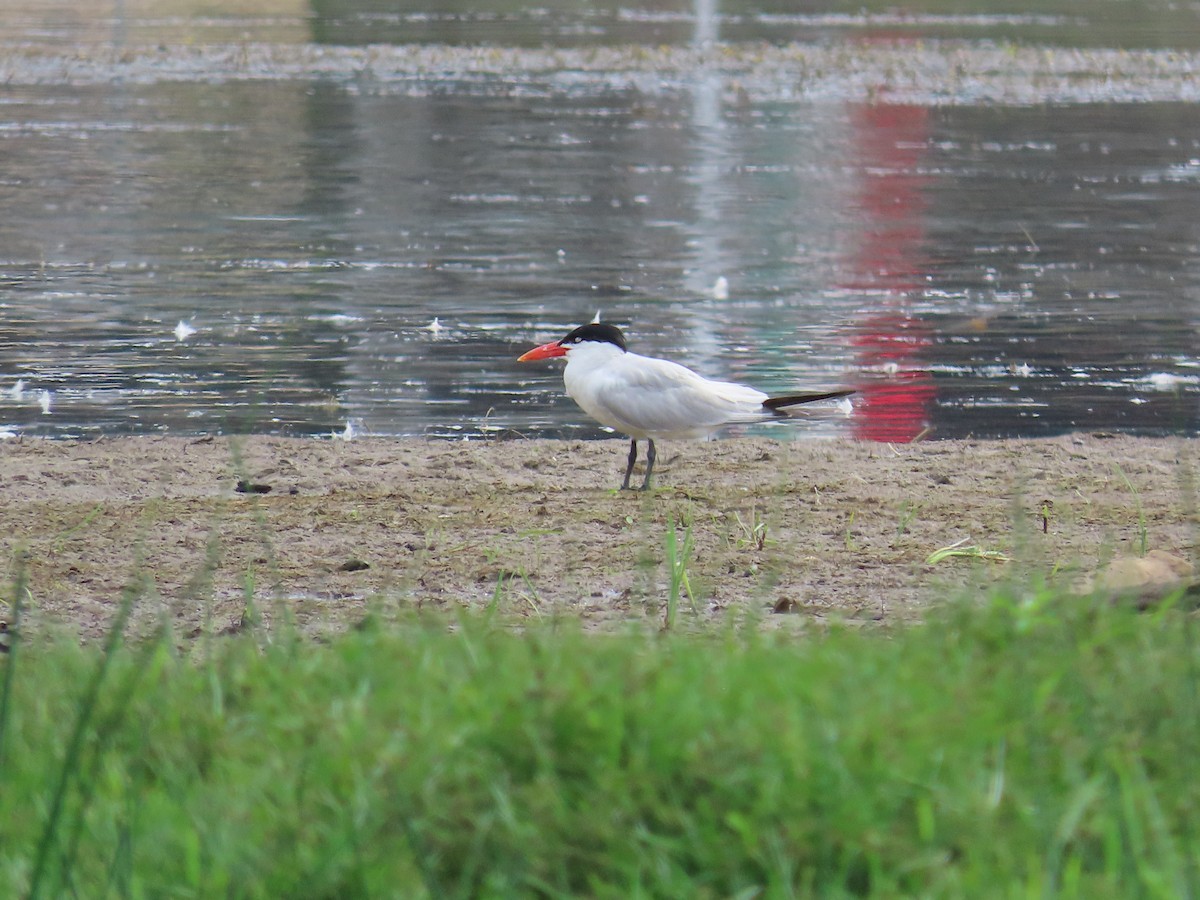 Caspian Tern - ML622127639