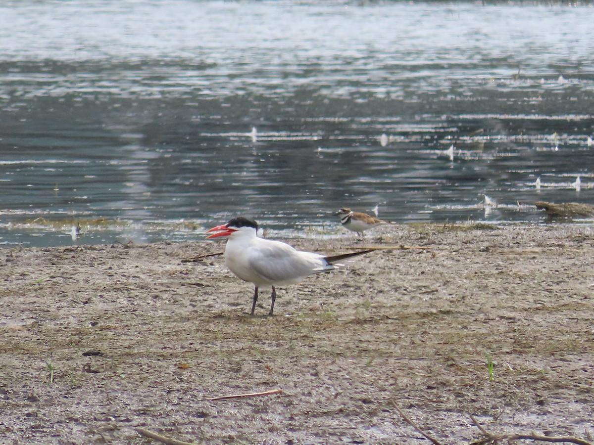 Caspian Tern - ML622127640